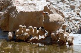 زنگ خطر انقراض پرندگان وحشی در شهرستان لنده به صدا در آمد