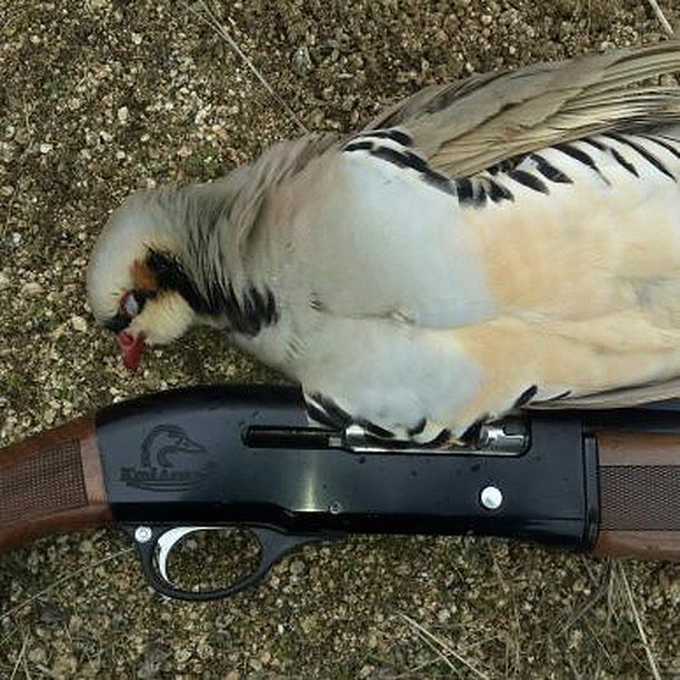 rezakhan.123-۲۰۱۶۰۴۰۷-0001