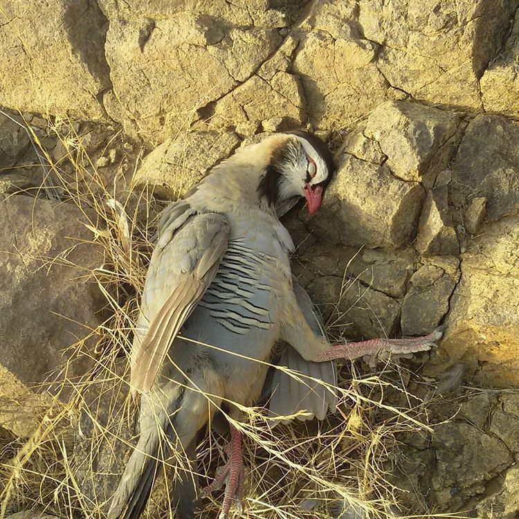 shkhrw-۲۰۱۶۰۴۰۷-0004