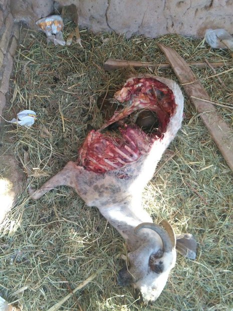 حمله حیوان ناشناخته به دام ها در یک روستا/حیوانی که تنها بخش درونی بدن حیوان را می خورد+تصاویر