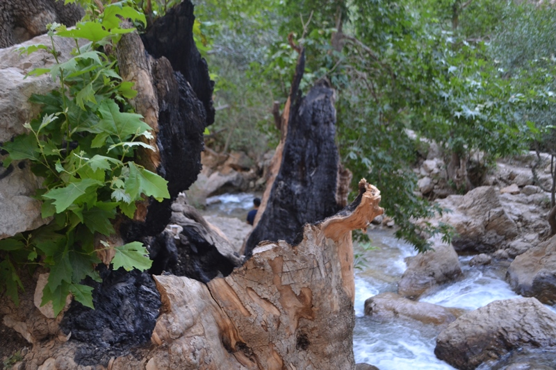 روزگاری ناخوش در کمین درختان کهنسال تنگه مهریان+تصاویر