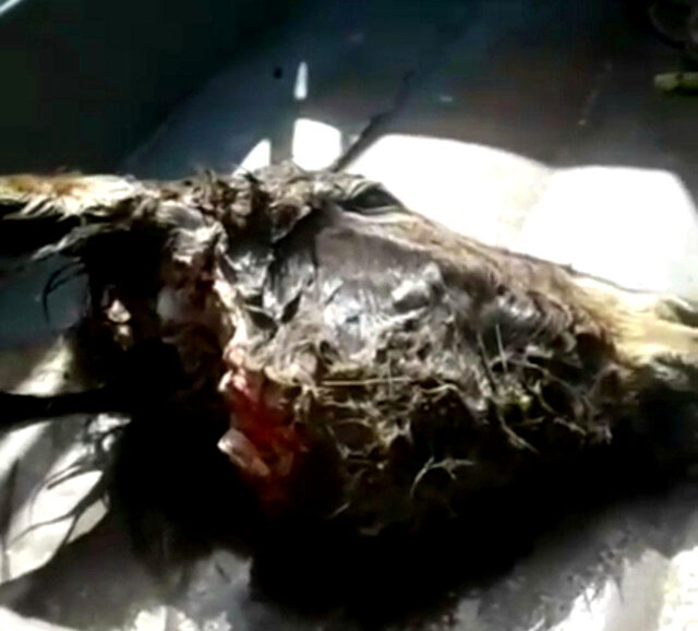 واکنش مسئولان باشت  به پیداشدن سر بریده شده یک الاغ در اطراف این شهر 