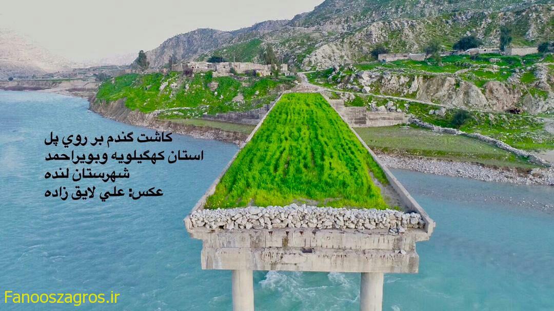 کشت گندم بر روی پل قدیمی در لنده + تصاویر