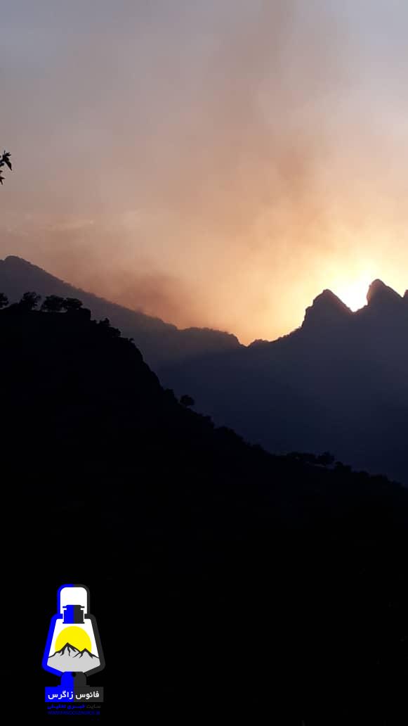 ﺩﺭﺧﺖ ﺑﻠﻮﻁ ﻧﻤﺎﺩ ﺯﺍﮔﺮﺱ ﺭﺍ ﺩﺭﯾﺎﺑﯿﻢ/ﮐﻮﻩ ﺧﺎﻣﯽ هم ﺑﻪ ﻋﺰﺍﯼ ﻣﺮﮒ ﺑﻠﻮﻃﻬﺎﯾﺶ ﻧﺸﺴﺖ