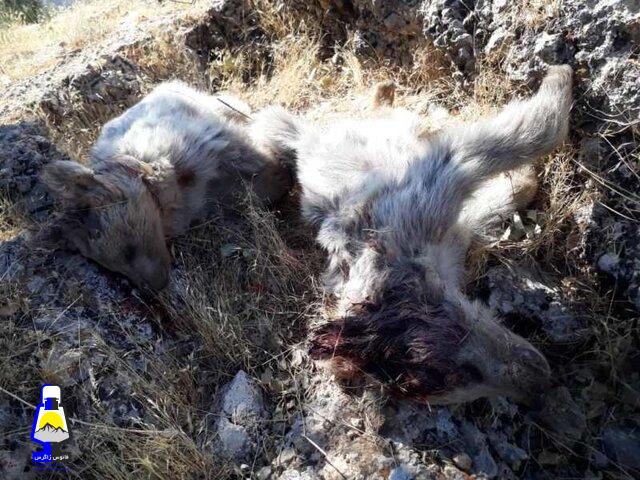 کشف لاشه ۲ قلاده خرس قهوه ای در جایگاه دفن زباله سی سخت