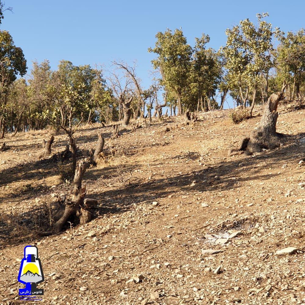 قتل عام درختان و نابودی جنگل ها در منطقه سروک شهرستان بویراحمد+تصاویر