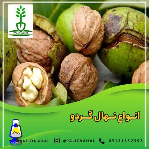 خرید انواع نهال از نهالستان مشهد و اهواز بدون واسطه با قیمت مناسب