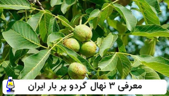 معرفی ۳ رقم از نهال های گردو پر بار ایران