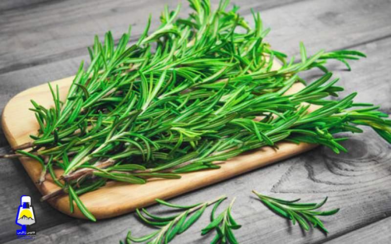 خواص جادویی رزماری برای مو را بشناسید
