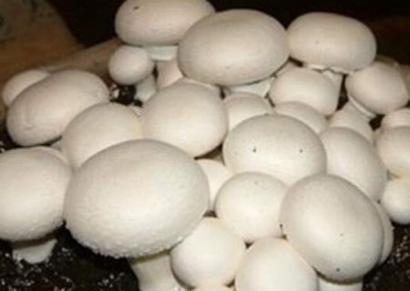 فواید باور نکردنی قارج برای بدن