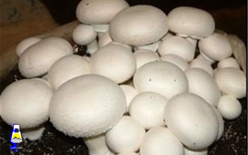 فواید باور نکردنی قارج برای بدن