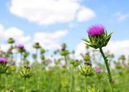 گیاهی مهاجم که مدافع منافع اقتصادی است