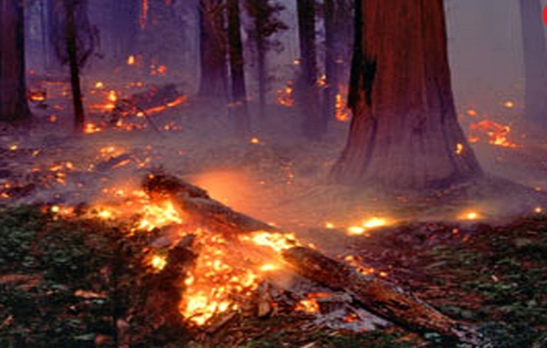 آتش به جان جنگل مالاک مازندران افتاد