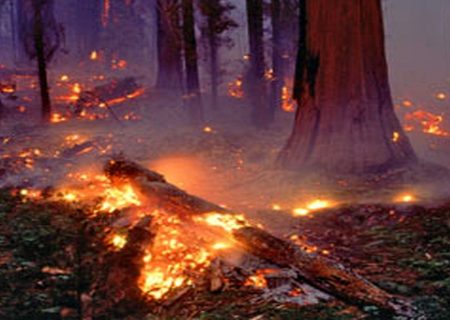 آتش به جان جنگل مالاک مازندران افتاد