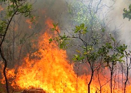 بازداشت عاملان آتش‌سوزی در تالاب بیشه دالان بروجرد