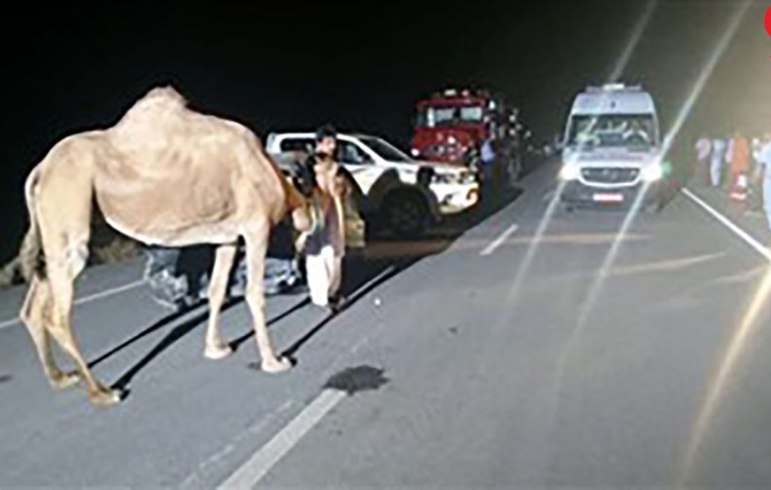 تصادف مرگبار مرد مینابی با شتر! + عکس