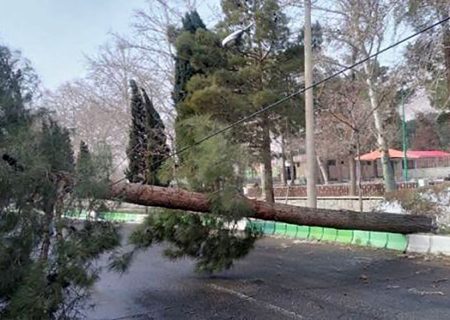 سقوط مرگبار درخت روی پراید در اصفهان / راننده در دم جان باخت