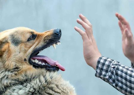 سگ خانگی صاحبش را در نیشابور کشت + جزییات