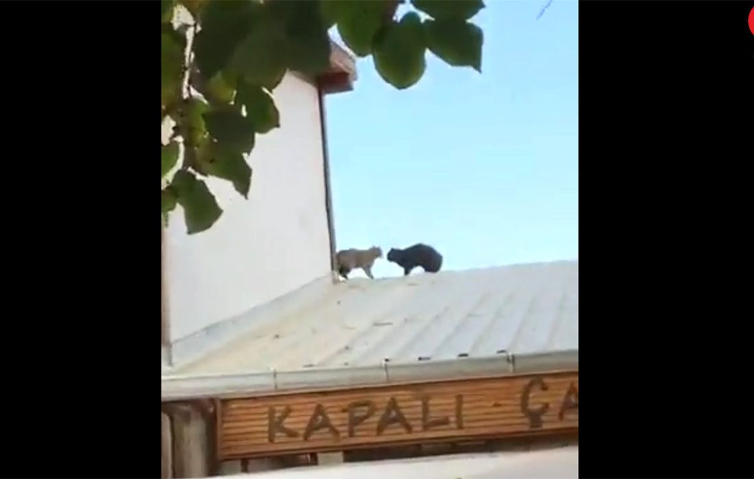 فیلم درگیری شدید دو گربه روی پشت بام یک مغازه و سقوط آزاد به پایین!