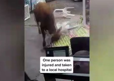 فیلم هولناک از فرار گاو وحشی از یک قدمی کشتارگاه / به مردم و مغازه ها یورش برد