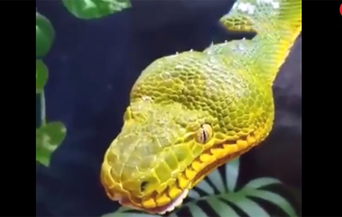 فیلن لحظه وحشتناک و عجیب از خمیازه کشیدن مار / شوکه می شوید