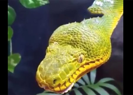 فیلن لحظه وحشتناک و عجیب از خمیازه کشیدن مار / شوکه می شوید