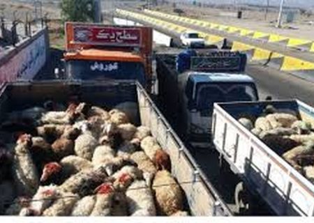 کشف ۹۴ راس گوسفند قاچاق در آوج / محموله بوقلمون توقیف شد
