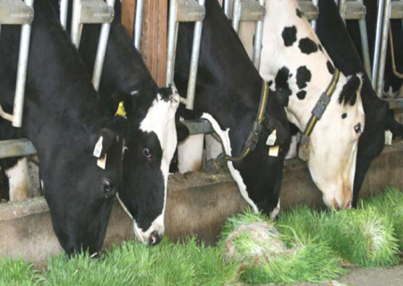 مزایای علوفه هیدروپونیک برای دامداران؛ از کشت علوفه تا پول پاروکردن