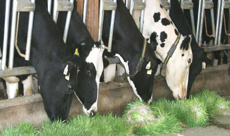 مزایای علوفه هیدروپونیک برای دامداران؛ از کشت علوفه تا پول پاروکردن