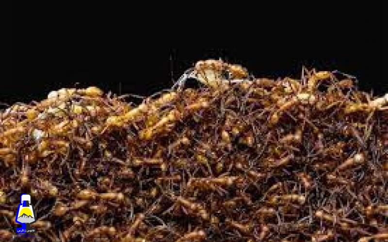 تعداد مورچههای کرهزمین لو رفت