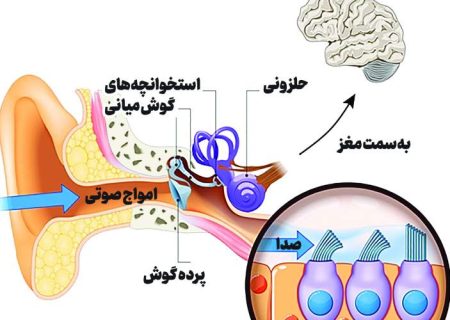 شنوایی در دستان مجموعه‌ای از پروتئین‌های سلولی