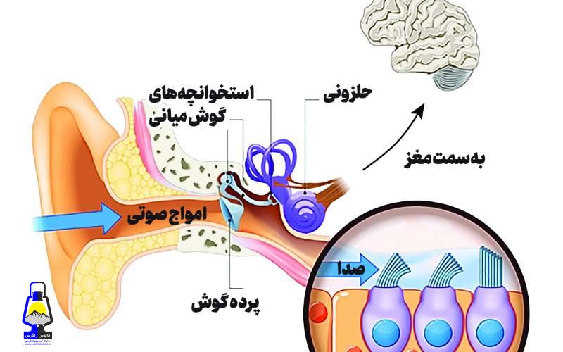 شنوایی در دستان مجموعهای از پروتئینهای سلولی