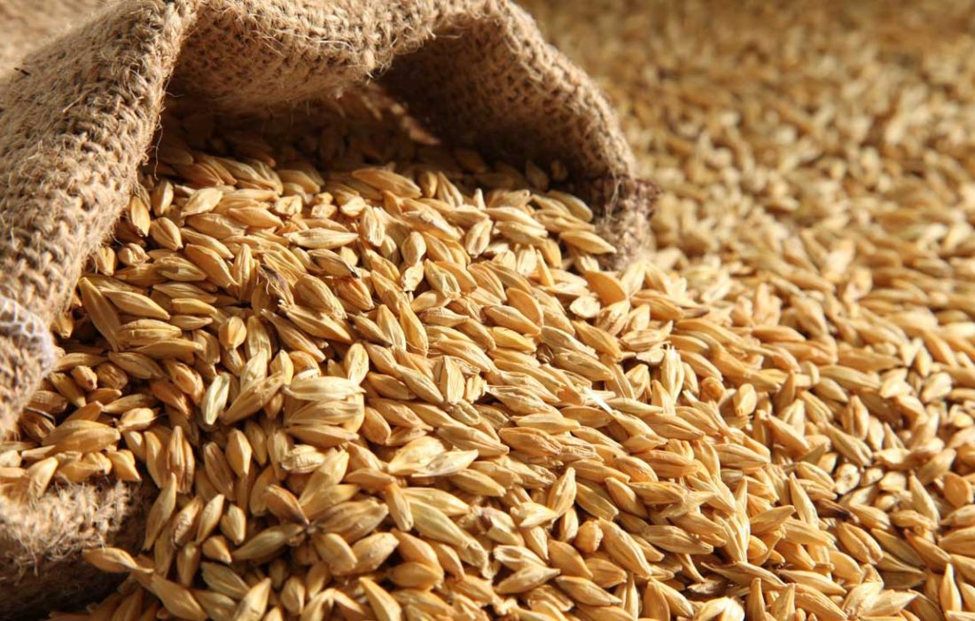 آیا افزایش نرخ ارز، قیمت جو را نیز بالا می کشد؟