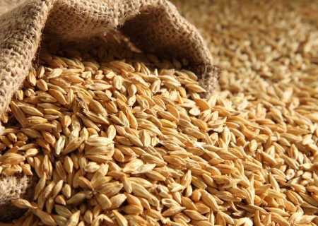 آیا افزایش نرخ ارز، قیمت جو را نیز بالا می کشد؟