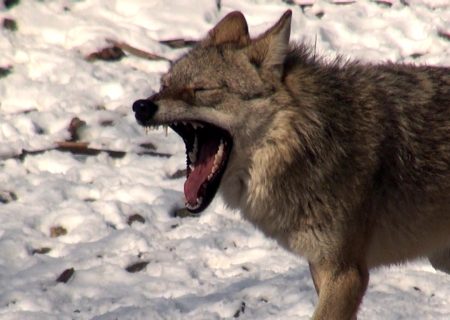 راهیابی اثر مستندساز کهگیلویه و بویراحمدی به چهل و یکمین جشنواره بین المللی فیلم فجر