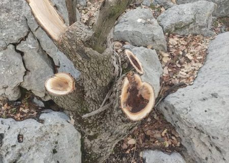 قتل عام درختان سبز منطقه گناوه لری در گچساران