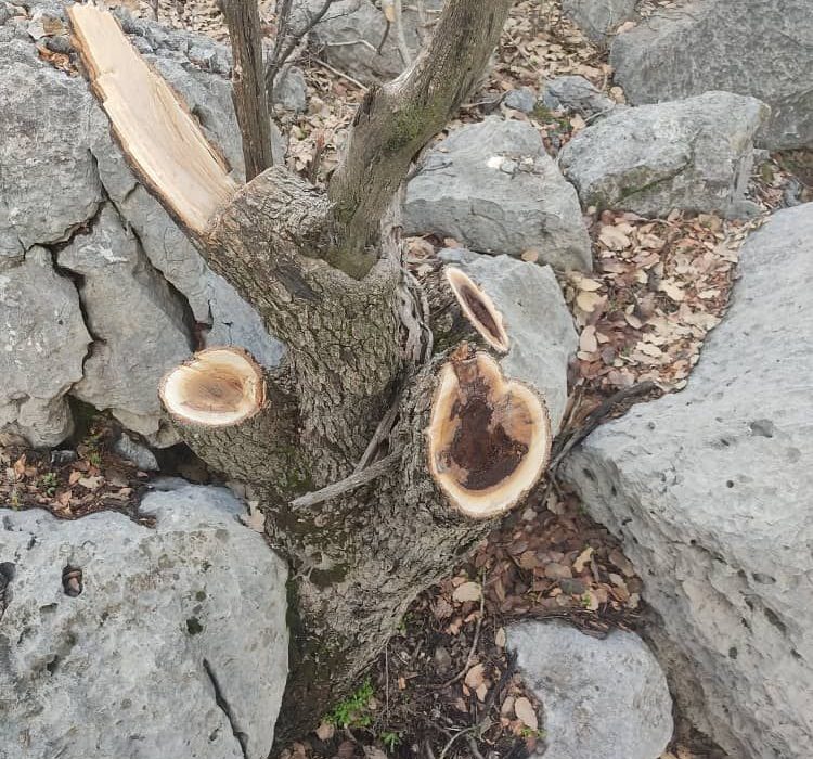 قتل عام درختان سبز منطقه گناوه لری در گچساران