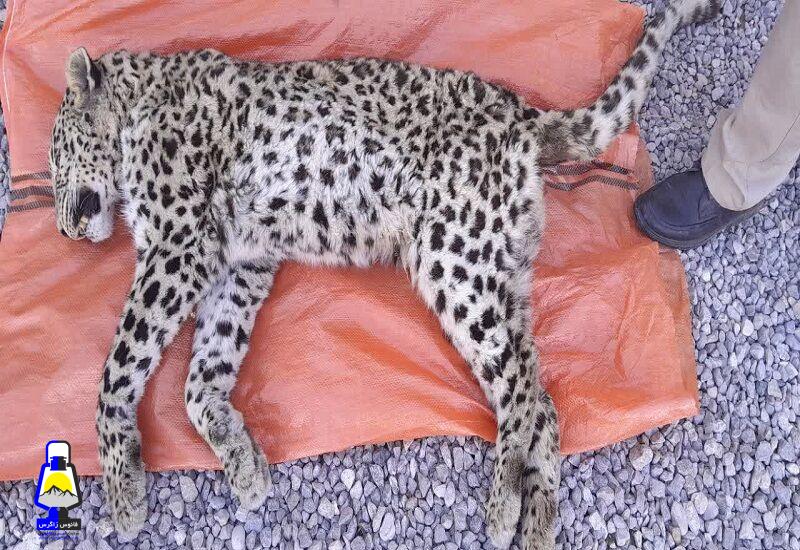 تلف شدن یک قلاده پلنگ در منطقه حفاظت شده دنا