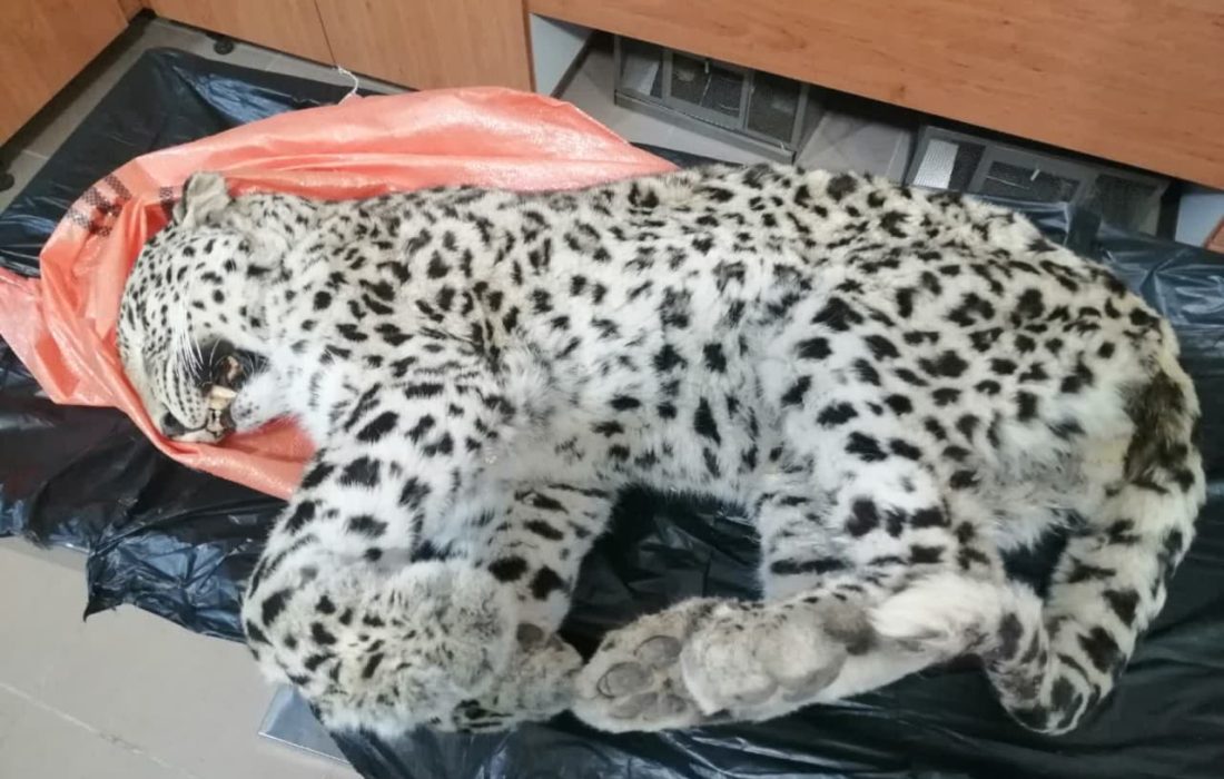 نتیجه کالبدگشائی پلنگ تلف شده در تنگ کلنجه شهرستان دنا اعلام شد