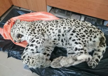 نتیجه کالبدگشائی پلنگ تلف شده در تنگ کلنجه شهرستان دنا اعلام شد