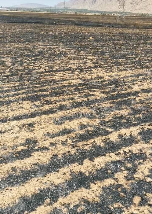 آتش سوزی گسترده در مزارع گندم منطقه امام زاده جعفر گچساران+تصاویر