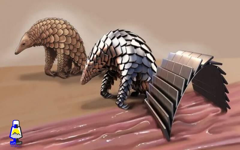 ربات «پانگولینی» که در معده فعالیت میکند
