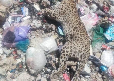 تلف شدن یک قلاده پلنگ در میان زباله ها در پارک ملی دنا