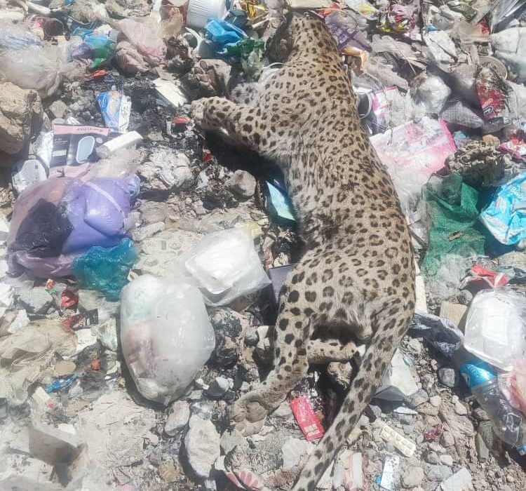 تلف شدن یک قلاده پلنگ در میان زباله ها در پارک ملی دنا