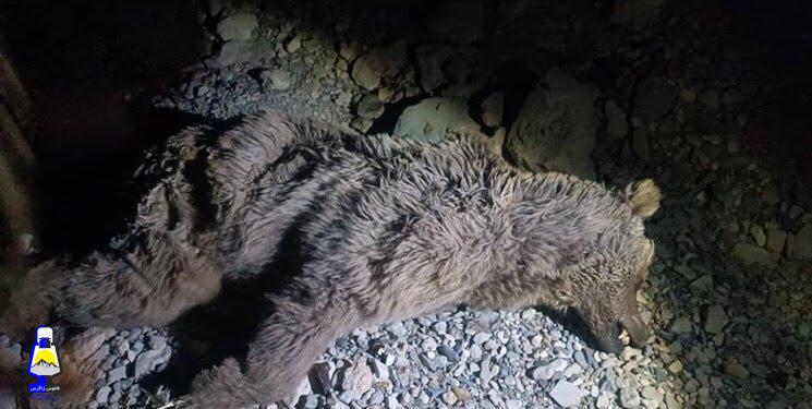 کشف لاشه خرس قهوه‌ای شکار شده در چرام