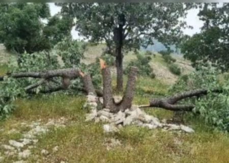 نامه مدیرکل سابق بحران استانداری به استاندار کهگیلویه و بویراحمد درباره قطع درختان بلوط زردکوه باشت