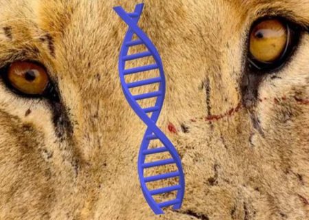 اسراری که با بررسی «DNA» شیرهای انسان‌خوار فاش شد