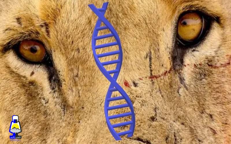 اسراری که با بررسی «DNA» شیرهای انسان‌خوار فاش شد