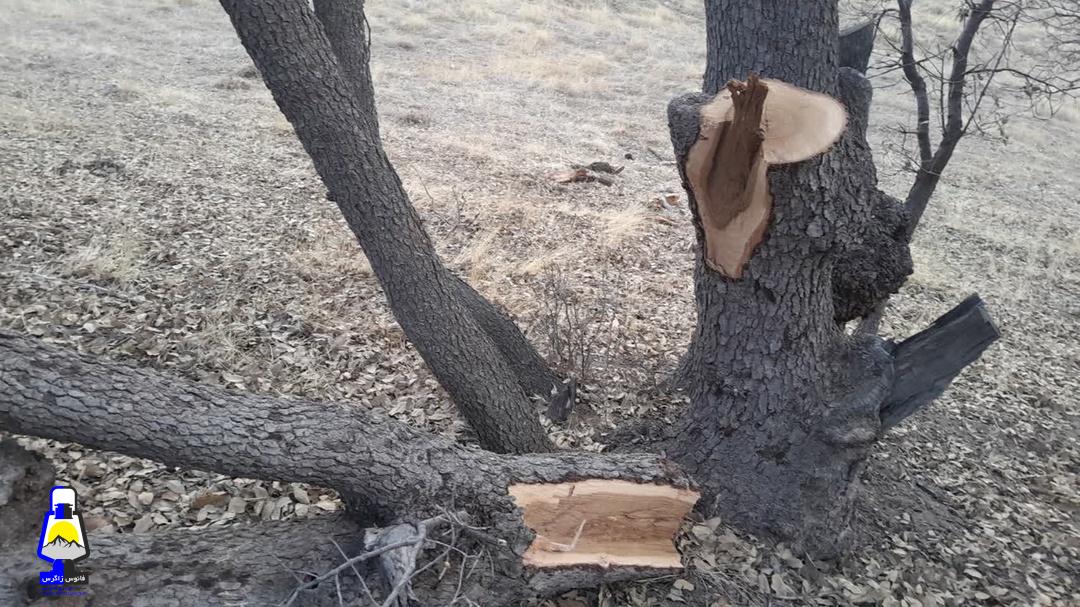 تخریب جنگل دمچنار توسط قاچاقچیان