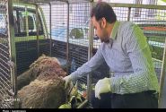 شکار و قطع نخاع خرس قهوه‌ای در سی‌سخت